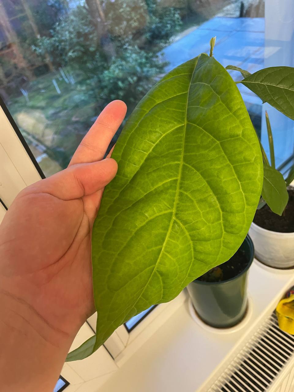 Офигеть, как выросло авокадо!