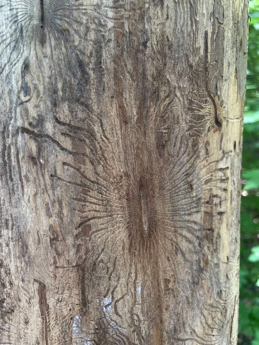 Mindmap при помощи жуков