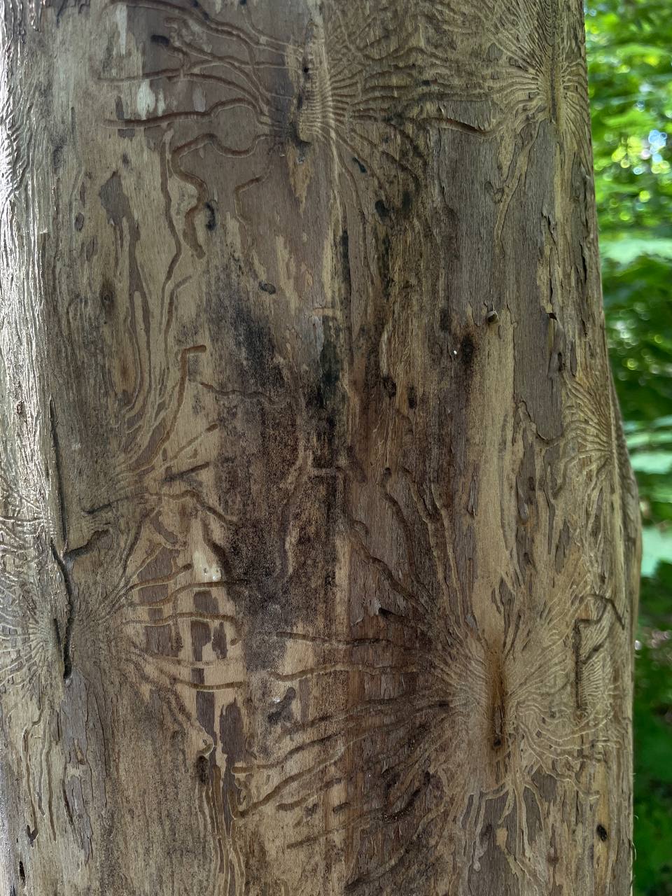 Пост из Telegram